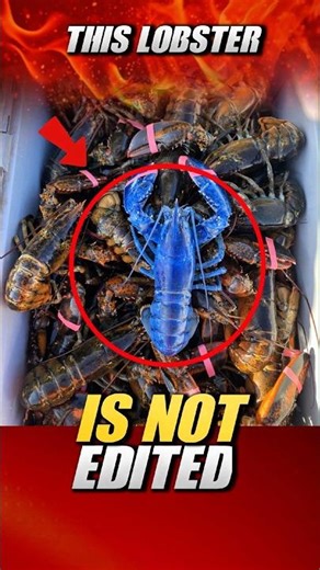 This Blue Lobster Exists and It’s Rarer Than You Think! #lobster #bluelobster #funfact #facts #short