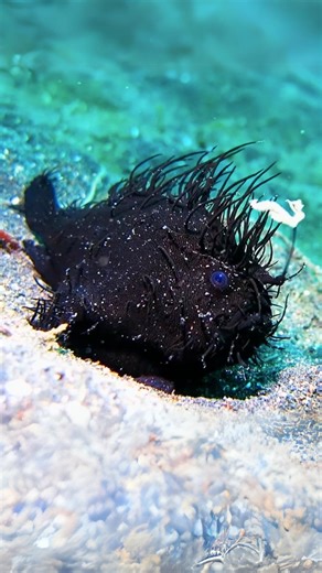 Hairy Frogfish 🐟 It Looks Like a Rock! Covered in algae-like skin, it blends perfectly with the reef. Instead of swimming, it crawls and waits. Prey never sees it coming. #wildlife #nature #animalfacts #1minuteanimals | 1 Minute Animals