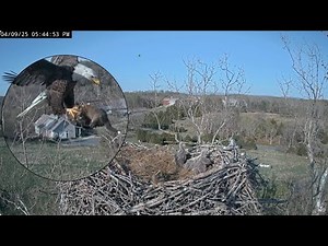 April 9 2025 Viewer Discretion Scout Brings in Live Fox & Snuggles with Momma Bella NCTC Bald Eagles