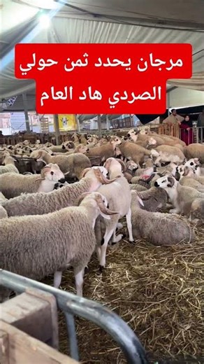 مرجان يحدد ثمن الحولي الصردي هذا العام | أضحية العيد | كيف جاكم الثمن