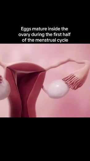 Real-Life IVF Process: Ovulation, Fertilization, Implantation