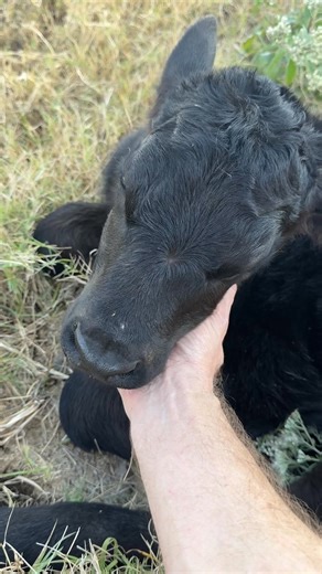 This little baby cow started shaking her leg when I started giving her some scratches. This was just the cutest thing. I’m not sure what to name her yet. #ranch #farmanimals #farmlife #angus #calf | Hot Mess Ranch