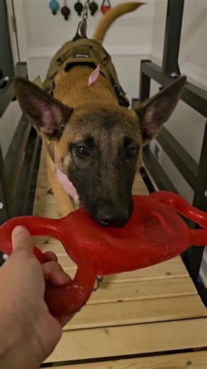 Potty Training Your Puppy Before Bedtime