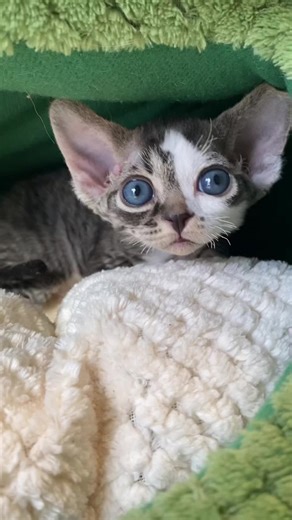 Introducing Drexcats: Delightful Devon Rex Kittens from NJ