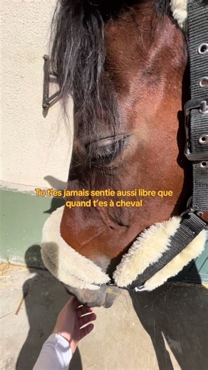Rien de plus pur 🐎🧲 #equitation #equitationpassion #cheval #cso #cce