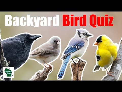Can You Identify These 25 Common Backyard Birds? (Central and Eastern North America)