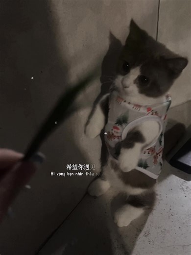 #CapCut #mochi #meow #nuoimeo #tiktok