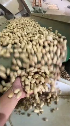 AMD Groundnut/Peanut With Deep Learning Sorting Machine For#colorsorter #sorting #sorter #sortex