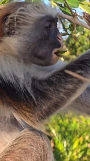 Beyondthewild Expeditions 🇹🇿 on Instagram: "A Rare Jewel of Zanzibar: The Red Colobus Monkey 🐒 Deep in the lush forests of Zanzibar, a rare treasure swings through the treetops—the Zanzibar red colobus monkey. Found nowhere else on earth, this critically endangered primate is a symbol of the island’s unique biodiversity. With their striking coats and playful nature, these monkeys are a joy to watch as they leap gracefully from branch to branch, adding vibrant life to the island’s serene beaut
