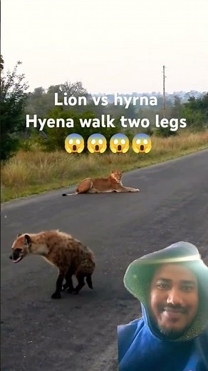 Lion vs Hyena walk two legs