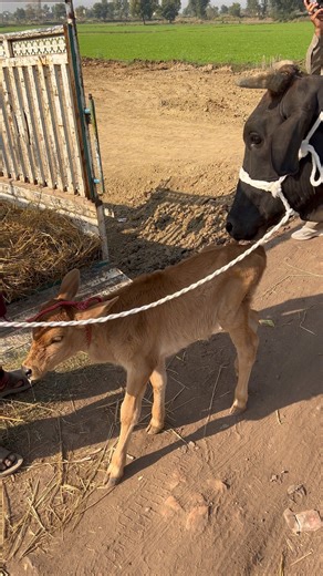 649 reactions · 32 shares | Azam Cattle Farm on Reels | Facebook