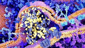 Is There an ‘Off-Switch’ When It Comes to Preventing the Immune System from Attacking Healthy Cells?