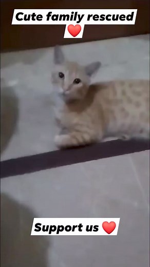 61 reactions · 5 comments | Cute family rescued ❤️ support us HBL Account number = 24437106522303 Area code=2443 Iban PK52 HABB 0024 4371 0652 2303 Title= Muhammad Arsalan Rana easyPaisa 03242627051 | Animal Rescue & Transportation Service Karachi | Facebook