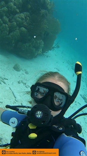 Dive beneath the surface and discover an entirely new world 🌊 Belize’s barrier reef is calling! Are you ready to answer? Message us now. ✨ | Sundiver Beach Resort