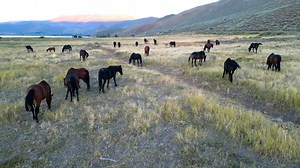 30K views · 1.7K reactions | Here are some pretty views of wild horses grazing along the shores of Washoe Lake, just south of Reno, during a gorgeous sunset. You can hike along the lake and with a nice observation platform to view the wildlife on the south end of the lake. Thanks for watching this Adventures With Jeff Martinez! | Adventures With Jeff Martinez | Facebook