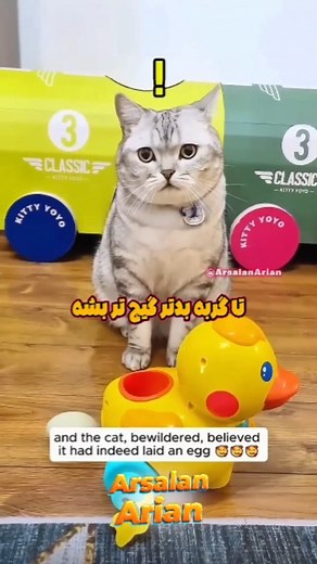 ‎𝔸𝕣𝕤𝕒𝕝𝕒𝕟 𝔸𝕣𝕚𝕒𝕟 | ارسلان آریان‎ on Instagram‎: "داستان خنده‌دار مخمل خان😹😍 #گربه_خانگی #فان #خنده #خنده_دار"‎