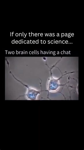 Science 🔬 on Instagram: "Two brain cells having a chat. Neurons have specialized projections called dendrites and axons. Dendrites bring information to the cell body and axons take information away from the cell body. Dendrites receive synaptic inputs from axons, with the sum total of dendritic inputs determining whether the neuron will fire an action potential. Follow (us) @scienceinvids for more!! #biology #learning #mind #medicine #knowledge An02"