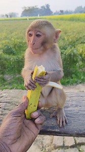Cute baby monkey eating banana 🍌🐵😋🥰 b#1241 #viralreels #fbreels #monkey #baby | Jugendra Pal