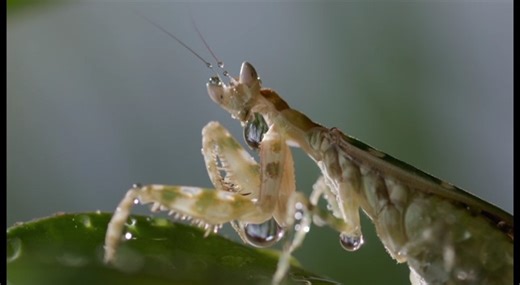 1.2K views | Explore the cutthroat world of insects and adaptations for survival. From praying mantis martial arts to dragonflies and aerial hunting, scientists investigate how nature has equipped insects with smarts, agility and a wild array of weapons. Bugs That Rule The World airs tonight at 10pm on GPB: https://video.gpb.org/show/bugs-that-rule-the-world/ #bugslife #bugsthatruletheworld #PBS #GPB | Georgia Public Broadcasting | Facebook