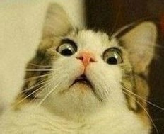 【老E】老外玩做迷藏简直丧心病狂！