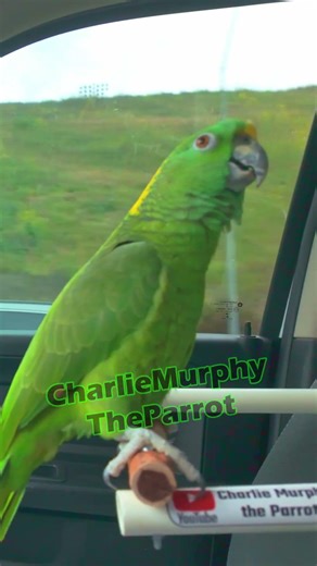 Charlie Murphy the Parrot Cucurucucu Pacman! #parrot #talkingparrot #aves