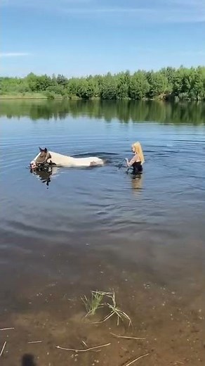 Let your horse swim. Schwimm Training Pferd