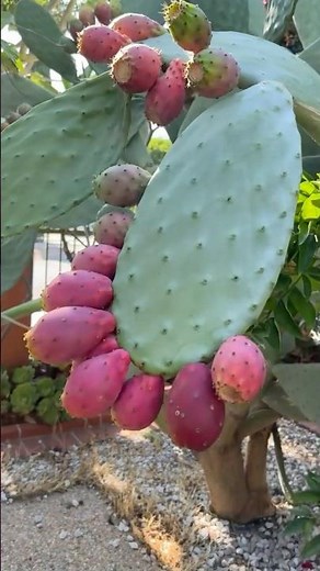 Delicious Mexican cactus fruit! #funfacts