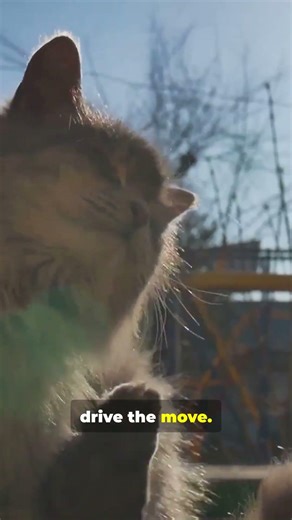 Your Cat Isn’t Random—Here’s Why Beds Change ?!