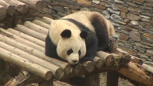 Gengda Valley Panda Cam - Giant Pandas in China | Explore.org