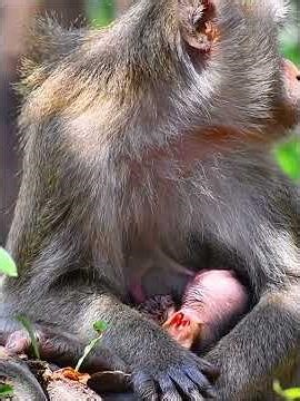 Natural moments of the cute baby and mommy monkey #wildlife #monkey #animals