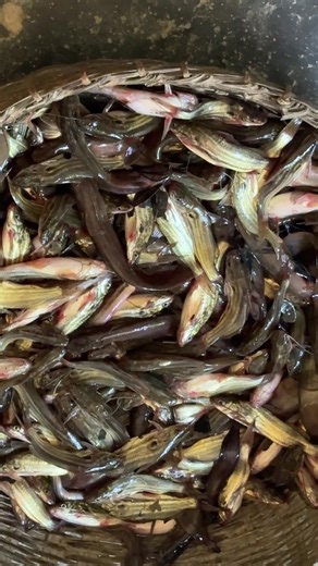 ‏#parulcooking #foryoupage