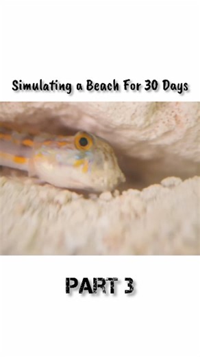 Explore In Parts on Instagram: "Simulating a Beach for 30 Days #AquariumExperiment #MiniBeach #BeachInATank #Aquascaping #AquariumLife #30DayChallenge #NatureInGlass #AquariumSetup #SatisfyingVideo #WatchTillTheEnd aquarium experiment, beach in aquarium, mini ecosystem, diy beach tank, 30 day experiment, aquatic life simulation, natural balance, eco tank, small world experiment, creative setup, ocean in a tank, micro environment"
