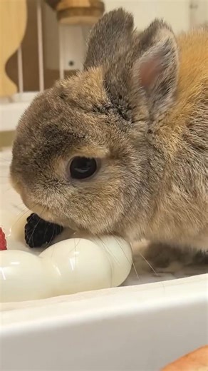 Cute Little Rabbit Eating Blackberry 🐰🫐 #rabbit #bunny #shorts #cutebunny #bunnyeating