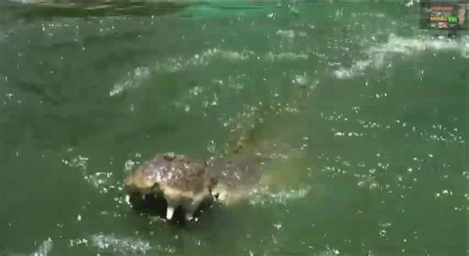 Crocodile attack compilation