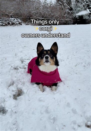 Understanding Unique Corgi Behaviors