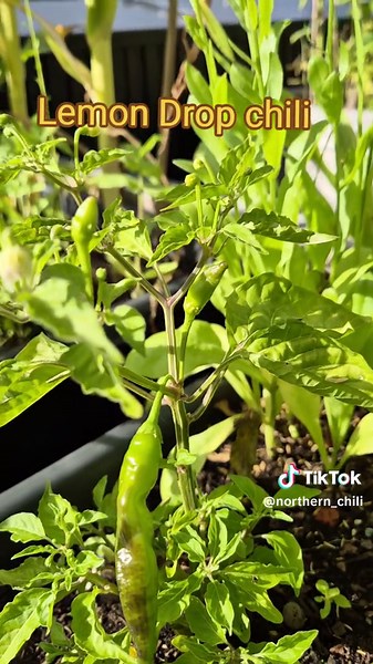 Lemon Drop Chili: A Citrus Experience in Gardening