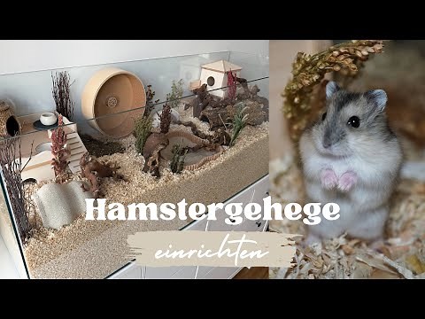 Setting up a natural hamster cage for dwarf hamsters | Hamster room