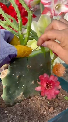 How to Graft a Cactus Plant! 🌵✨ (Step-by-Step Guide)