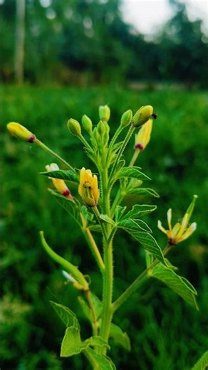 How To Create DSLR Like Flower Photo On Pro Mode 🌸📸 #photography #flowerphotography