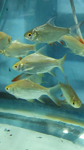 tinfoil barb freshwater fish #tinfoilbarb #aquriumfish #aquariumfish #nature #fish #hobby #aquarium | Kingdom of Hobbies