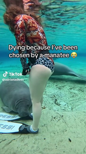 Experience the Magic of Manatees in Florida Springs