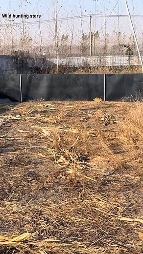 Rabbits #rabbit #animal | نجوم صيد البر