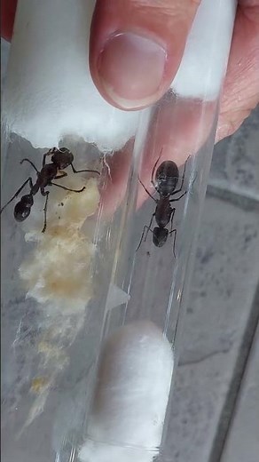 Paraponera clavata and Camponotus angusticollis