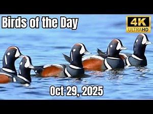 Four types of Gulls, Harlequin Ducks and a Lifer! — 13 Species Journal - Oct 29, 2025