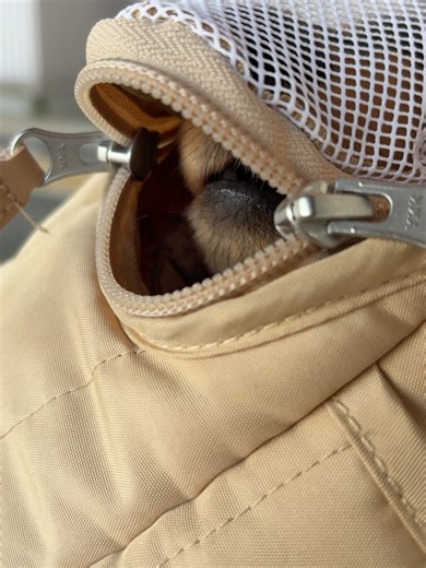 香月杏珠／Kouzuki Anjyu on Instagram: "たまにはホッと一息…☕️🐶 ⁡ 可愛いカフェを見つけてにっこり☺️ これいつだろ…すごく時差投稿…🦌笑 ⁡ ⁡写真のわんちゃんは姉の愛犬LUNAちゃんですよ🐕 ͗ ͗ かわいい🙂‍↕️🙂‍↕️🙂‍↕️ クリスマスムードの街がすき〜🔔 ψ ꔷ ⦁̫ ꔷ ψ 🎄🛷✩.*˚ ⁡"