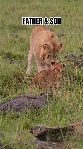 HEARTWARMING: The Lion King Playing With His Little Cub 🦁❤️ #Shorts #lion #wildlife #animals