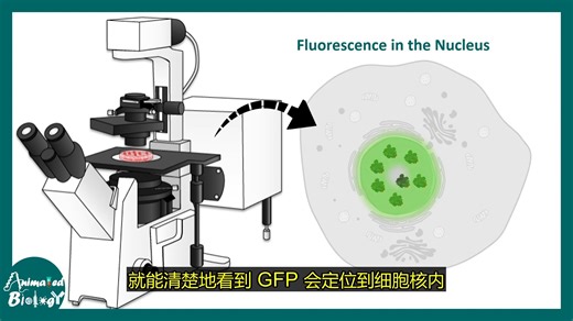 核定位信号（NLS）：核蛋白如何进入细胞核——核输入机制