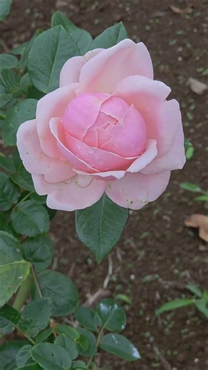 ドイツのバラ「アフロディーテ」／GERMAN ROSE "Aphrodite"