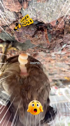 Producing eggs duck 🦆🥚🐥 #ducklings #duck #pato #ducklife #backyardfarming #poultryfarming #farming #farmers #animalrescue | Duck Go