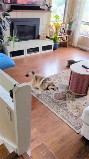 Energetic Corgi Husky Mix Puppy Is Having Zoomies In Living Room!